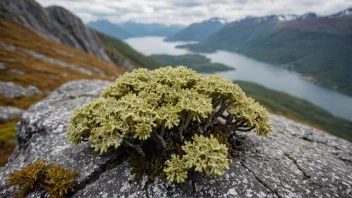 En steinlav som vokser på en stein i et norsk fjellandskap.