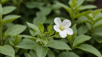 Et bilde av en graslaukplante som vokser i en hage.