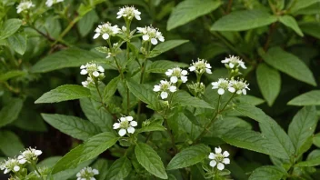 En medisinurt-plante med grønne blader og små hvite blomster.