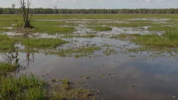 Et sumpaktig område med våtmarker, mudder og vegetasjon.