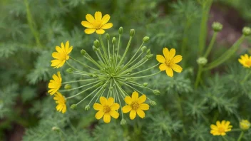 En dillplante som vokser i en hage med grønne blader og gule blomster.