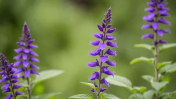 En vakker lilla salvia i full blomst.