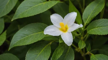 En vakker, hvit tåreblomst med gul midt.