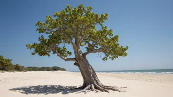 Et strandtre som vokser på en sandstrand.