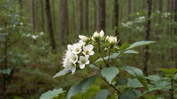 En bjørnebærbusk med store, hvite blomster og store, sorte bær.