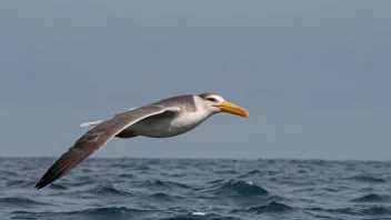 En båtskyv i flukt over havet.