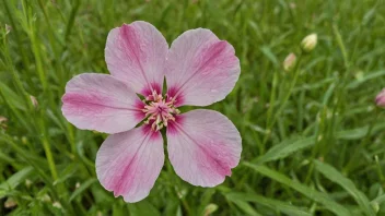 Et nærbilde av en Slåttblomst i en eng.