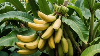 En bananbusk med lysegrønne blader og gule bananer