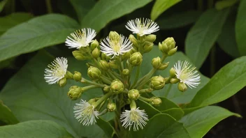 En duftingplante med sine vakre blomster og blader