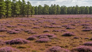 Et fredelig og naturlig landskap med lyng og andre lave vekster.