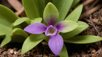 En Pinguicula-plante med sine karakteristiske blader og blomster