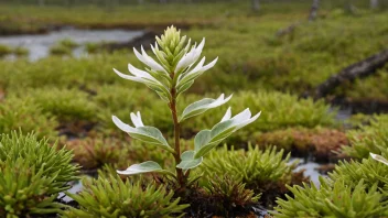 Ein myrstarrplante med lange, tynne stenglar og små kvite blomstrar.