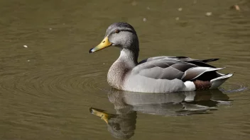 En gråand som svømmer i en dam omgitt av trær og grønne omgivelser.