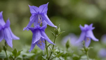 En blå Campanula-blomst i en hage