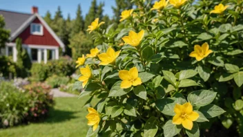 Et bilde av en gullkrydderplante i en norsk hage.