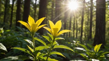 En vakker gul gullrisplante som vokser i skogen.