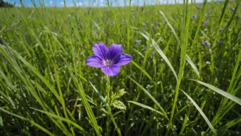 En vakker blåfiolett blomst i et fredelig landskap