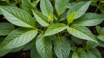 En plante med frodige grønne blader og en tydelig vekstmønster, som viser sunn bladvekst.