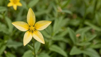 En vakker, gul, stjerneformet blomst med en grønn stilk og blader.