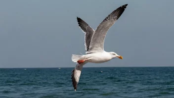 En måke i flukt over havet