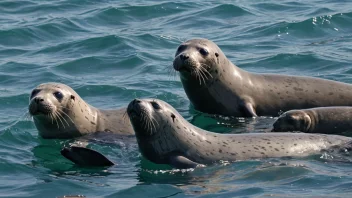 En selfamilie som svømmer sammen i havet.