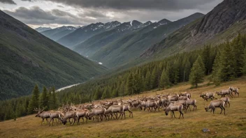 En gruppe reinsdyr i sitt naturlige habitat