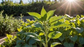 Et bilde av en sunn iberkålplante som vokser i en hage.