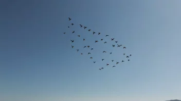 En gruppe fugler som flyr sammen