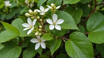 En vineddik med grønne blader og hvite blomster