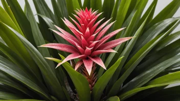 Et bilde av en Bromeliaceae plante, som viser dens unike egenskaper og kjennetegn.