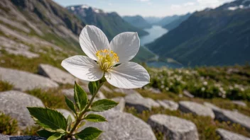 En vakker og sjelden ørneblomstring plante i blomst.