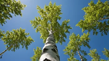 En hvitbjørk som står alene i en skog, med noen få andre trær i bakgrunnen.