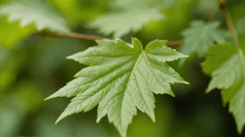 Et grønt blad med en uskarp bakgrunn av en hage om våren