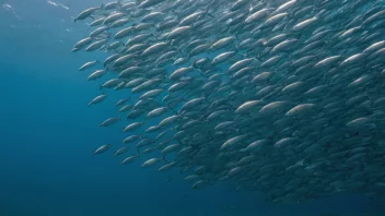 En gruppe fisk som svømmer sammen i havet