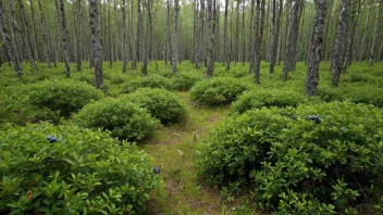 Et blåbærkratt i en skog, med tett løvverk og modne blåbær.