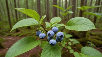 En bærmoseplante med saftige blåbær og frodige grønne blader, som vokser i en skog.