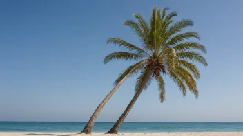 En manillapalme som står alene på en sandstrand.