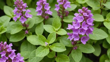 en origanum plante med grønne blader og lilla blomster