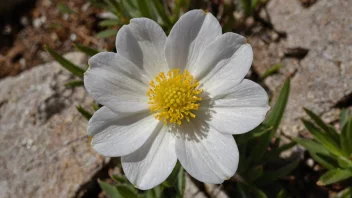 En vakker alpblomst som vokser i fjellet.