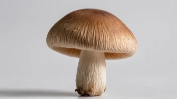 En champignon med en rund hatt og kort stilk