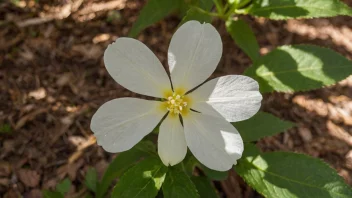 En vakker og sjelden skyggeblomst som vokser i et skyggefullt område.