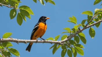 En vakker oriole fugl på en gren.