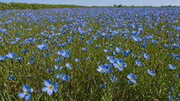 En pittoresk utsikt over en flaxåker med blomstrende blå blomster.