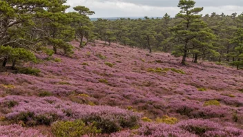 Ei hei med purpurlyng, grøne trær og nokre fuglar som flyg i lufta.