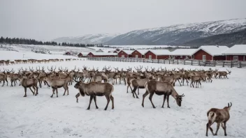 Et reinsdyroppdrett i Norge med reinsdyr som går fritt i et vakkert landskap.