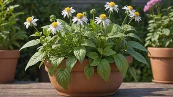 En urteplante med grønne blader og fargerike blomster, som vokser i en hage eller en potte.