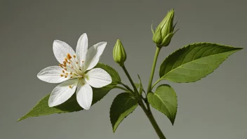 En blomsterstengel med en blomst på toppen og blader langs stengelen.