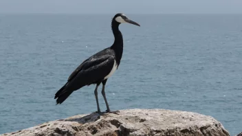 En stor skarvenger som står på en stein nær havet.