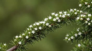 En enbusk med små hvite blomster og torne.