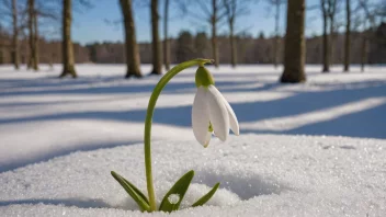 En snødråpe som vokser gjennom snøen.